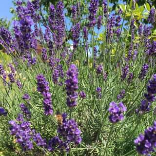 Lavendel